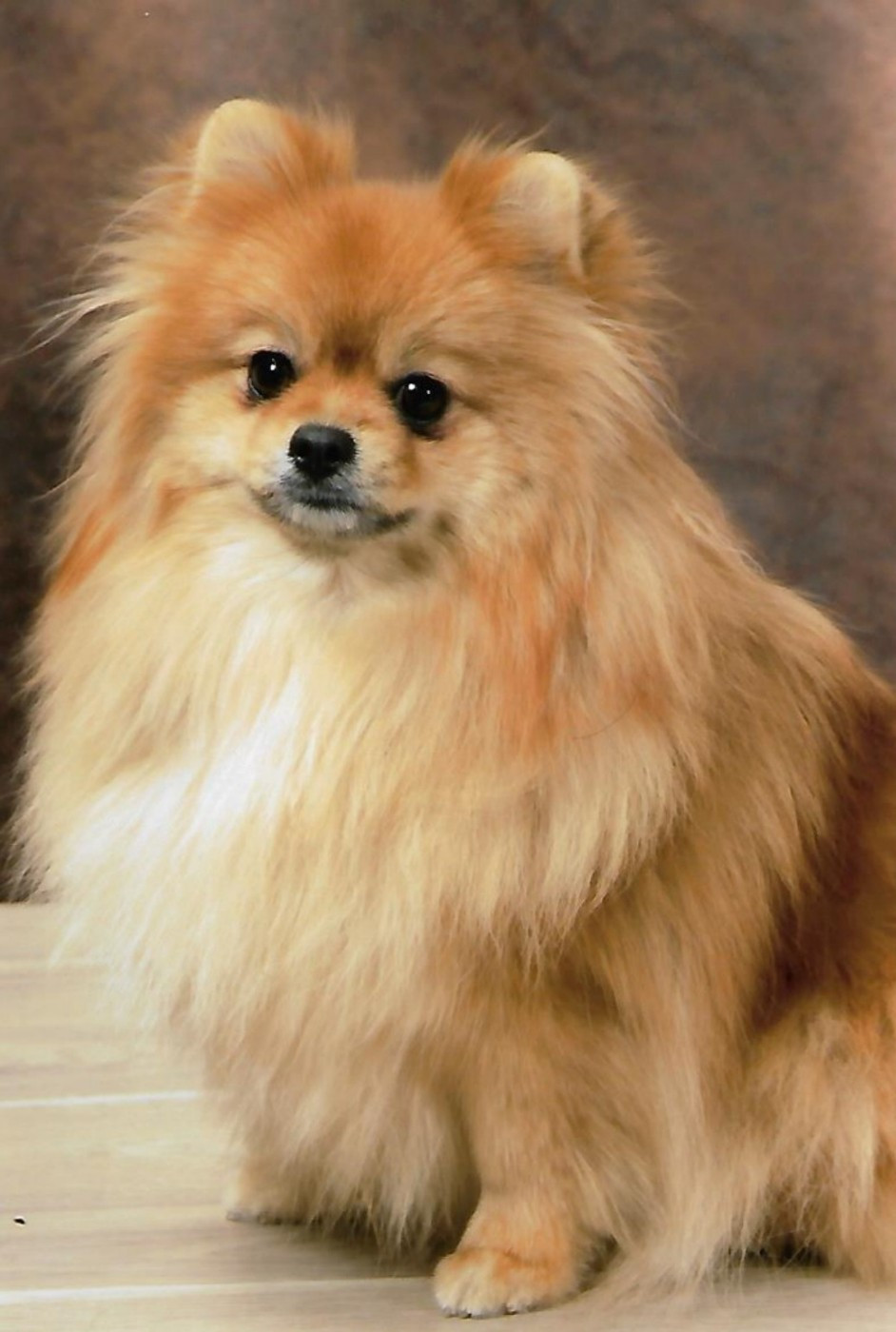 Simona Des Etoiles Du Pays Des Volcans