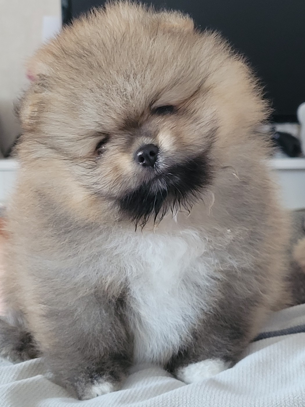 Des Etoiles Du Pays Des Volcans - Chiots disponibles - Spitz allemand