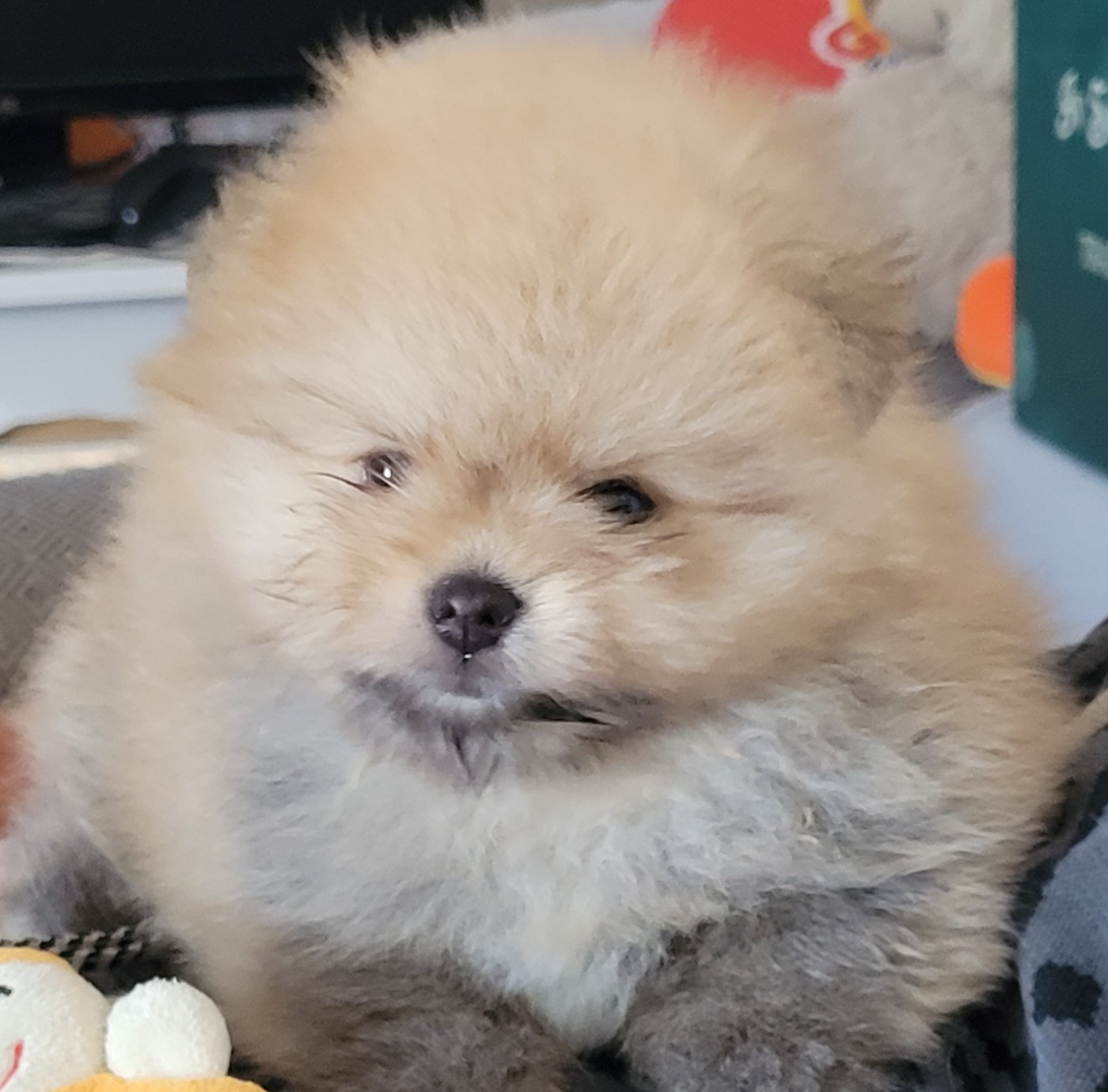 Des Etoiles Du Pays Des Volcans - Chiots disponibles - Spitz allemand