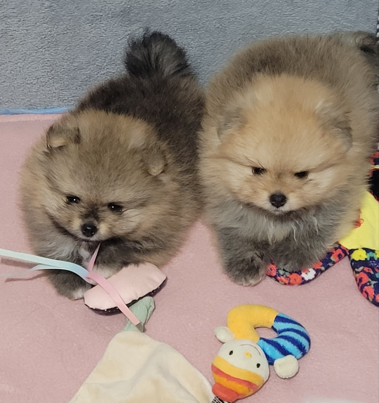 Chiot Spitz allemand Des Etoiles Du Pays Des Volcans